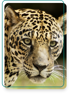 A feline with spots on its face and body, floppy ears, a long snout and a long moustache. This is a jaguar.