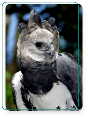 A bird with a high crest and a downward rounded beak. This is a royal hawk.