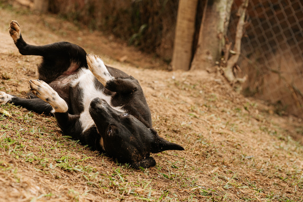 Cachorro