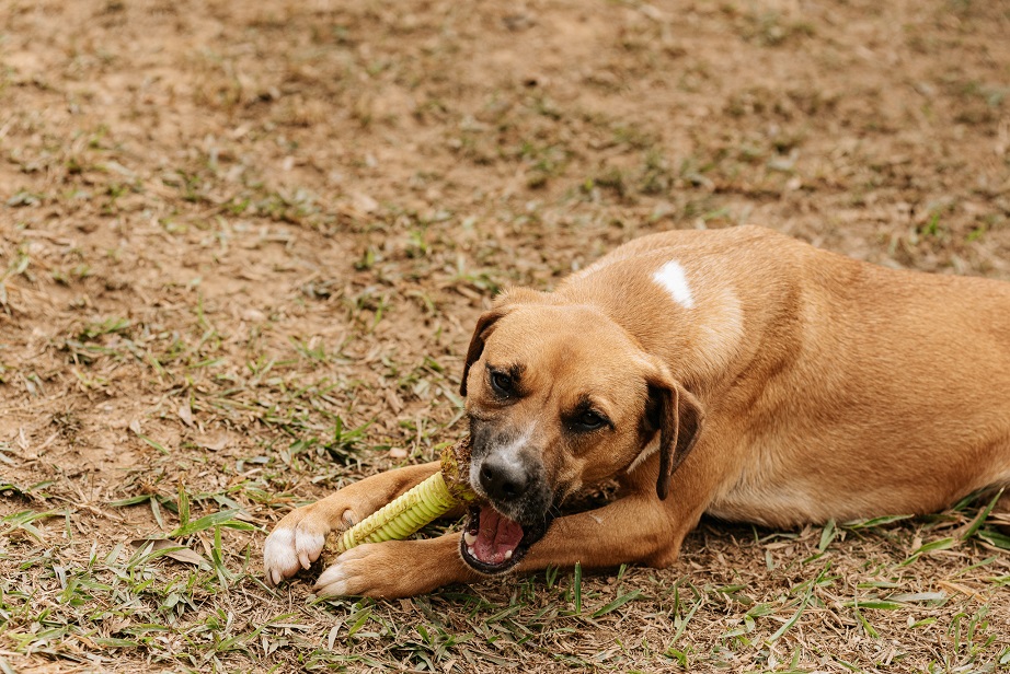 foto de um cachorro caramelo roendo um brinquedo