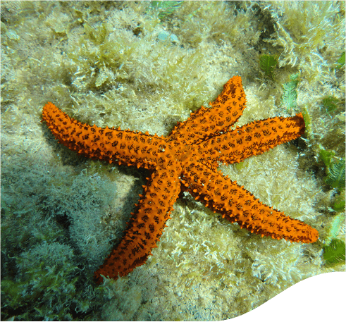 Foto de uma estrela marinha laranja.