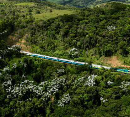 Photo taken from the top of Vale passenger train passing on tracks in the middle of a region full of trees.