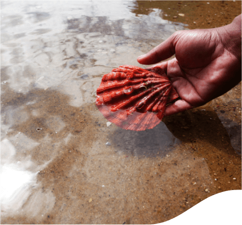 Foto de uma mão segurando uma concha laranja na beira de um mar.