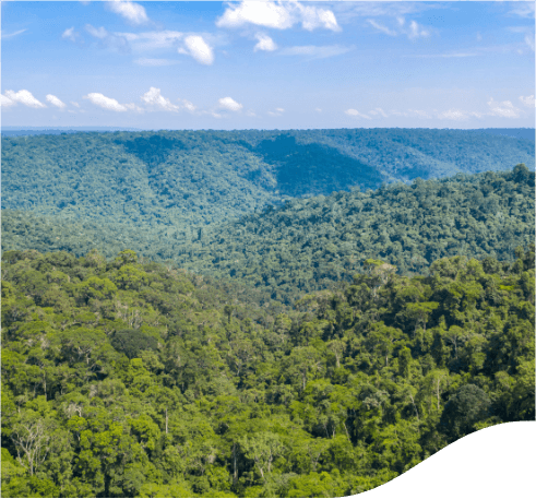 Foto de um espaço arborizado com um céu azul ao fundo.