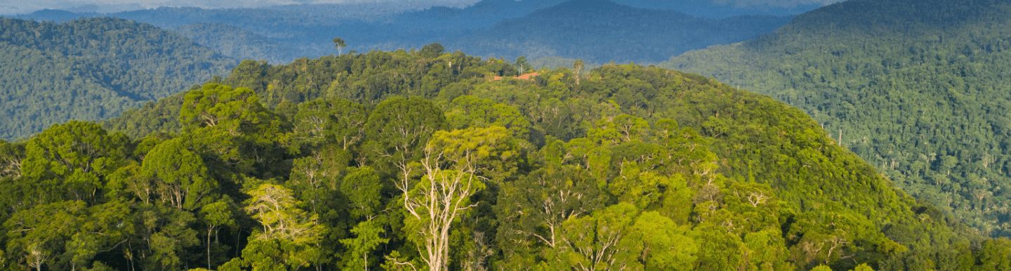 Espaço repleto de árvores e montanhas.