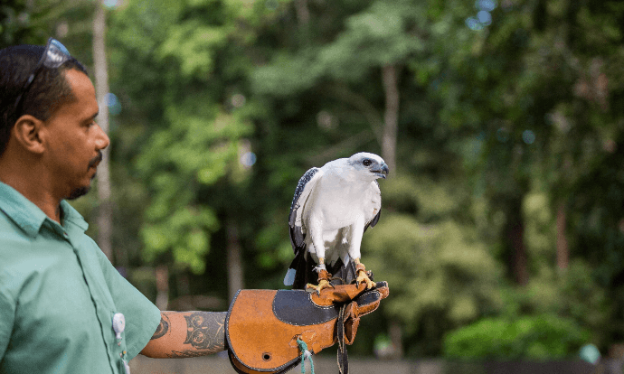 White hawk on the arm of Vale employee.