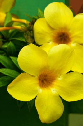 Two yellow flowers.
