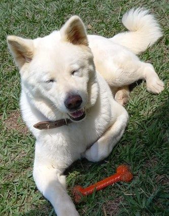 Cachorro branco deitado na grama. Ele está usando uma coleira marrom, e está com uma pata dobrada. Na frente dele há um brinquedo vermelho em formato de osso. 