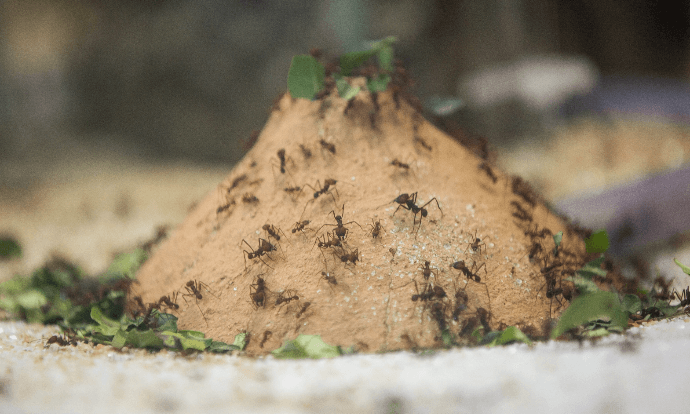 Diversas formigas escalam uma pilha de areia. As que estão no topo carregam folhas.