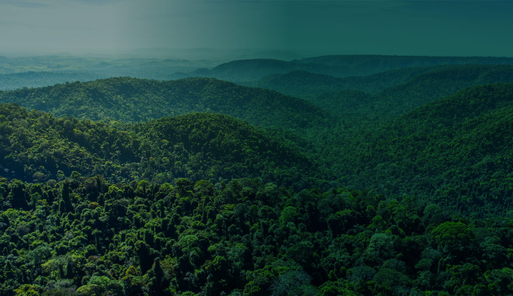 Ambiente montanhoso com mata fechada abundante.