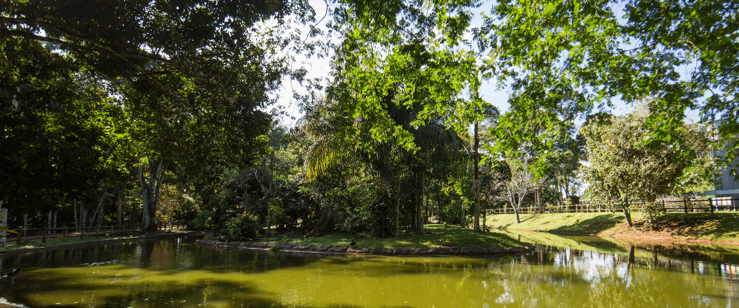 Imagem de um lago com diversas árvores ao redor. Ao fundo da imagem, é possível ver uma cerca de madeira.