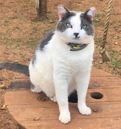 Gato porte médio branco com as costas e a região dos olhos cinza e olhos verdes