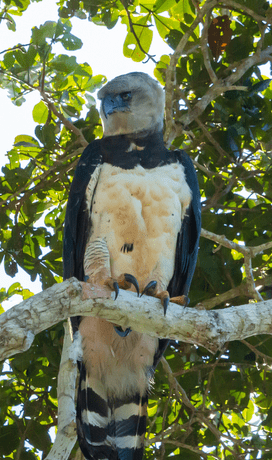 foto de um gavião em um galho de árvore