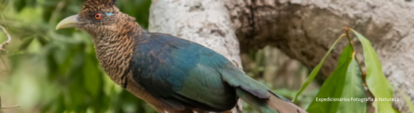 Jacú-estalo na Reserva SOORETAMA - O pássaro tem penas marrons e verde escura, olhos vermelhos e bico branco. Ele está apoiado em um galho de árvore