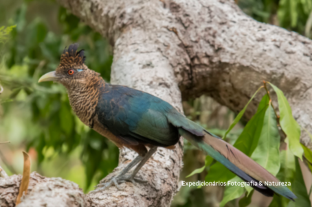 Jacú-estalo na Reserva SOORETAMA - O pássaro tem penas marrons e verde escura, olhos vermelhos e bico branco. Ele está apoiado em um galho de árvore