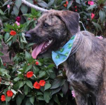 Foto de cachorro de perfil com a língua para fora. Ele está em pé em um jardim, tem porte pequeno, olhos escuros e pelos médios nas cores preta, caramelo e branca e usa uma bandana azul no pescoço. Atrás dele, há várias plantas e flores de cor vermelha.