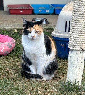 gata branca, com detalhes em preto e laranja. Está sentada em um gramado, com uma casinha azul e cinza e uma caminha rosa ao lado