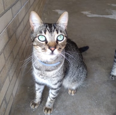 gato cinza com detalhres brancos. Está de pé e olha para frente