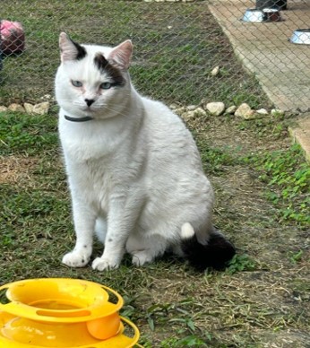 gato branco com detalhes pretos no rabo, em cima do olho e na orelha. Está sentado em um gramado