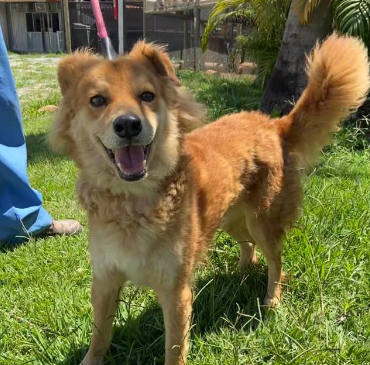 Foto de cachorro em pé na grama com a boca aberta. Ele tem porte grande, olhos pretos e pelos longos nas cores branca e caramelo e usa uma guia cor-de-rosa.