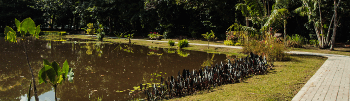 A lake with dark waters is surrounded by big trees.