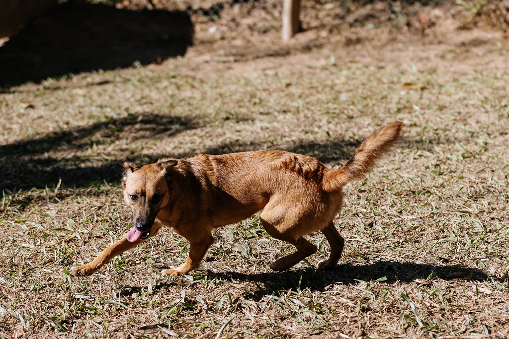 foto de um cachorro caramelo correndo