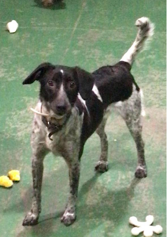 Foto de uma cachorra em pé num pátio com dois brinquedos próximos às suas patas. Ela tem porte médio, olhos escuros e pelos curtos pretos com manchas brancas.