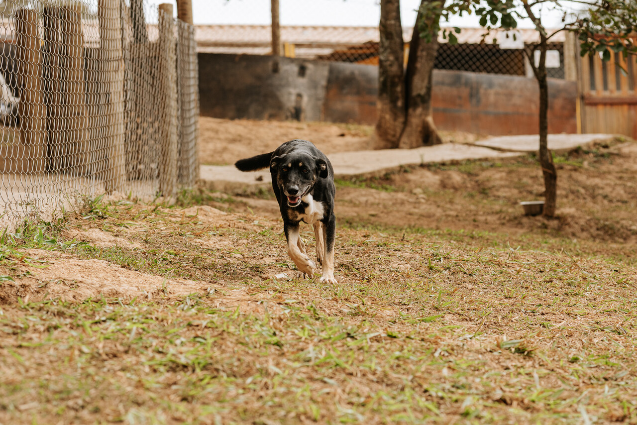 cachorra