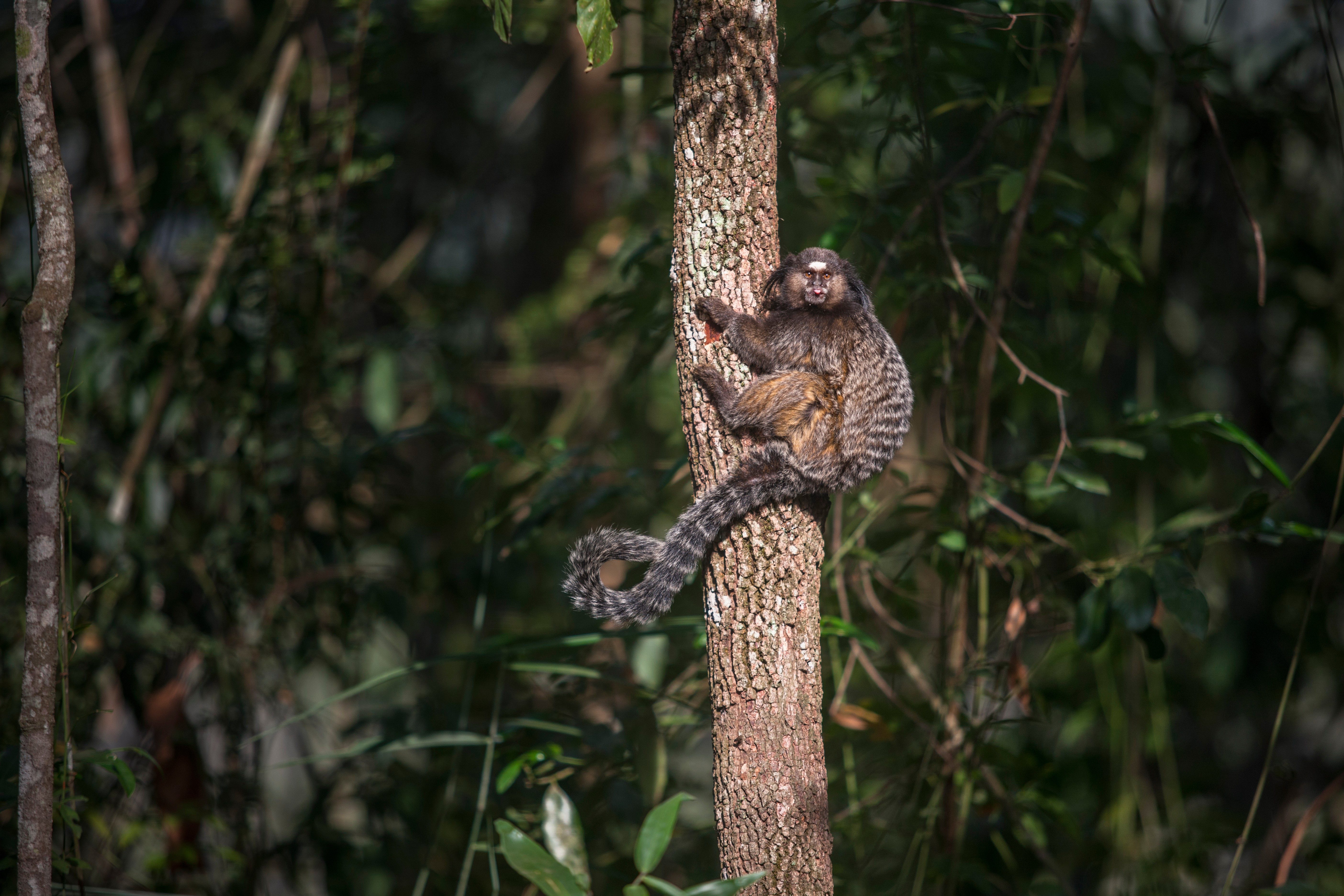  Imagem de um pequeno macaco pendura no tronco de uma árvore. Ao fundo, há uma densa vegetação.