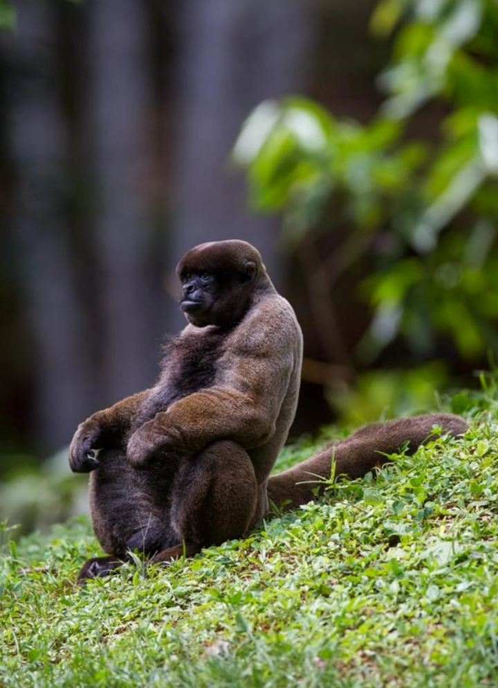 A monkey is sitting on the grass with its arms resting on its knee.