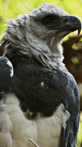Imagem de um gavião real, ave de peito branco e preto e cabeça acinzentada.