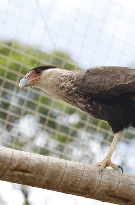 A bird is positioned on top of a tree trunk.