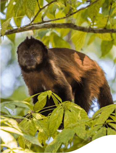 Image of a small monkey. He is among thin tree bumps and surrounded by leaves.