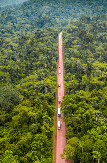 Image of a dense forest with large trees. In the middle, there is a dirt road with some vehicles circulating.