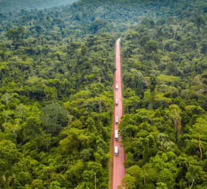 Image of a dense forest with large trees. In the middle, there is a dirt road with some vehicles circulating.