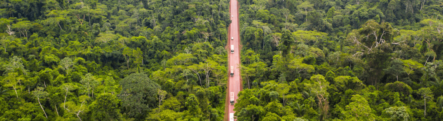 Image of a dense forest with large trees. In the middle, there is a dirt road with some vehicles circulating.