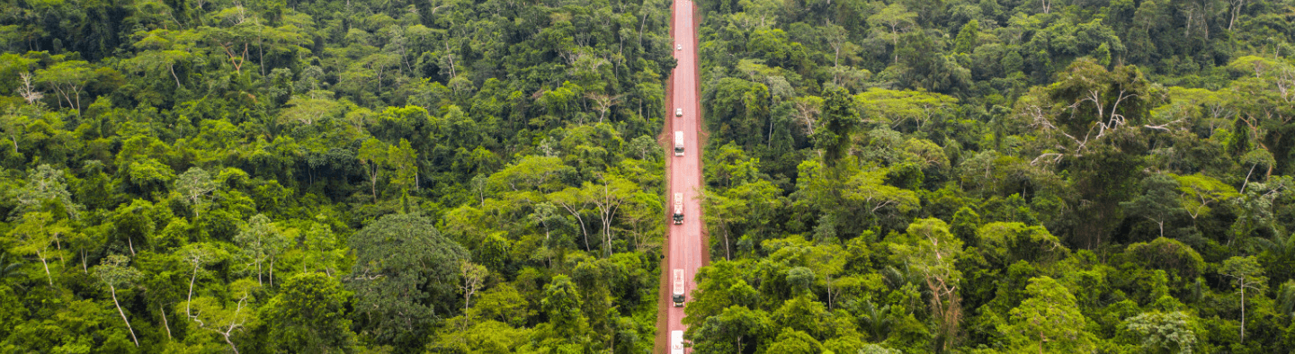 Imagem de uma densa mata com grandes árvores. No meio, há uma estrada de terra com alguns veículos circulando.