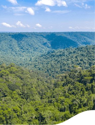 Aerial image of a forest where it is possible to see only the canopy and in the background the sky with a few clouds.