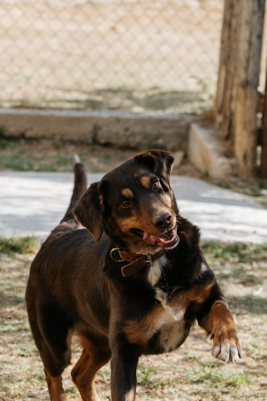 cachorra