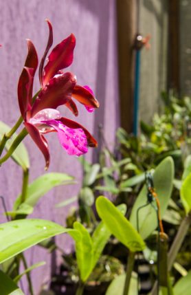 Foto de uma flor rosa e folhas verdes