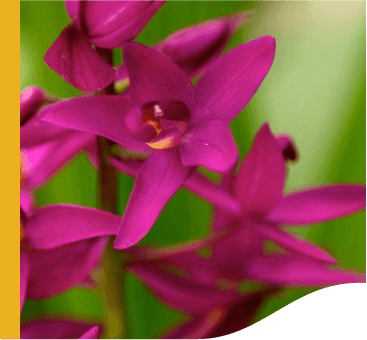 Pink flower with blurred green background.