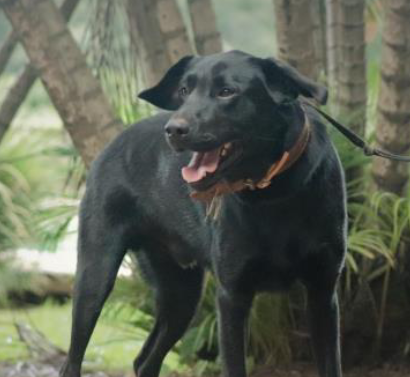 Foto de um cachorro, com uma guia preta, em pé num jardim olhando para o lado com a língua para fora. Ele tem porte grande, olhos pretos e pelos baixos pretos. Atrás dele, há várias plantas.