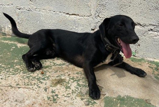 Cachorro de pelagem preta e curta. Está sentado em um chão de concreto com a língua para fora 