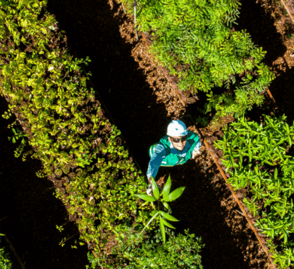 magem aérea de um empregado Vale, de capacete, uniforme e óculos escuros, em meio a uma plantação. Olhando para cima, ele segura uma planta.