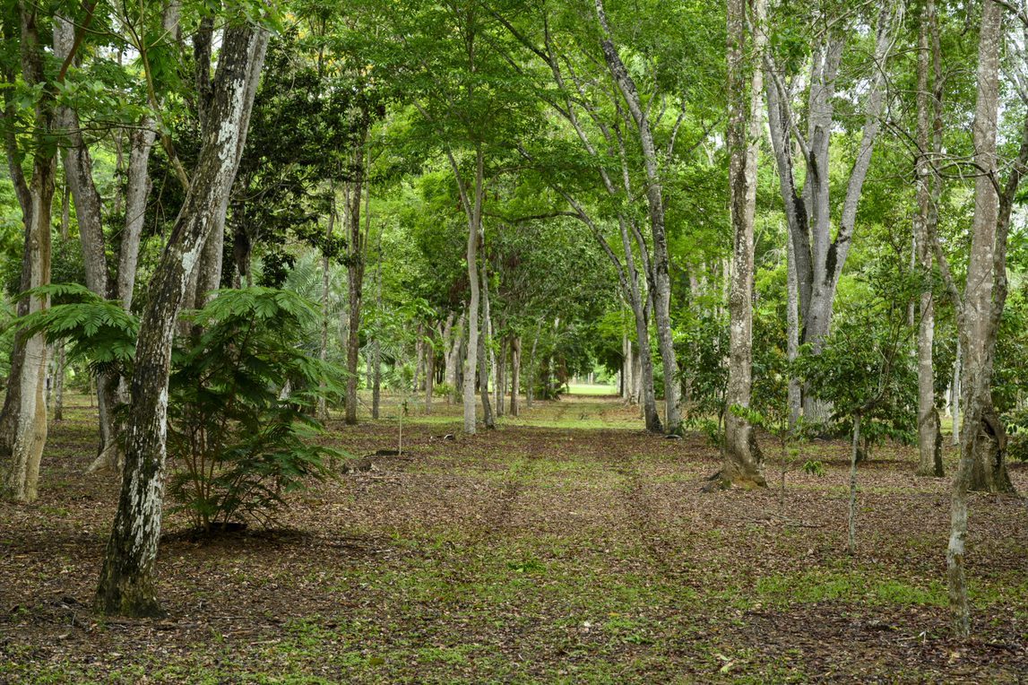 Foto de uma floresta com árvores grandes e médias e um chão de terra coberto por folhas