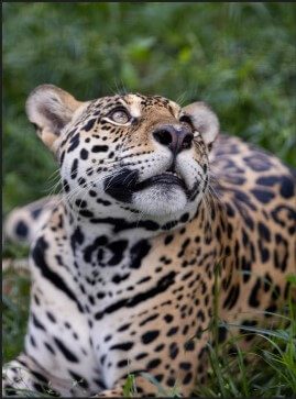 Photo of a jaguar sitting, surrounded by vegetation, looking up
