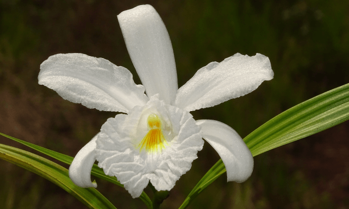 White orchid with a yellow center and two green leaves.