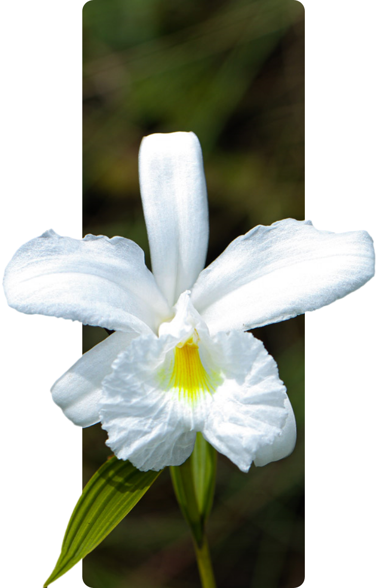 Flor de lírio branco desabrochando.