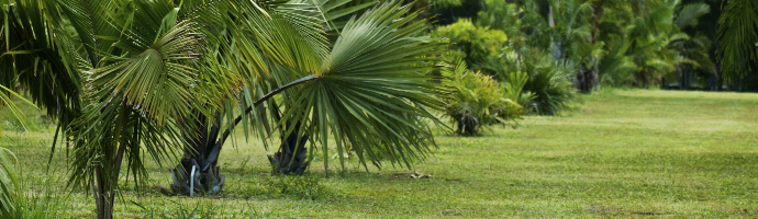 In a lawn, there are several palm trees, some of them very low near the ground.