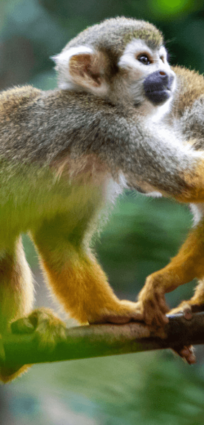 Dois macacos de pequeno porte estão juntos na imagem. Eles parecem estar sob o galho de uma árvore.